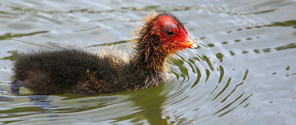 Coot chick