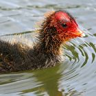 Coot chick