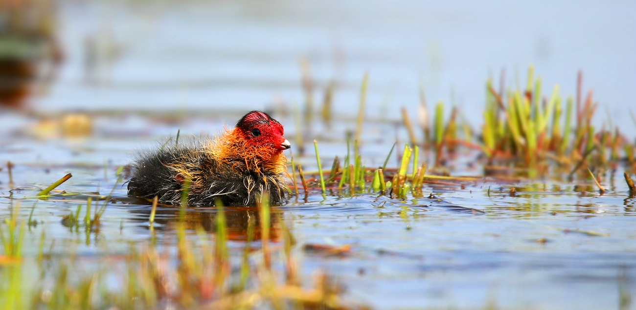 Coot chick