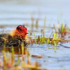 Coot chick