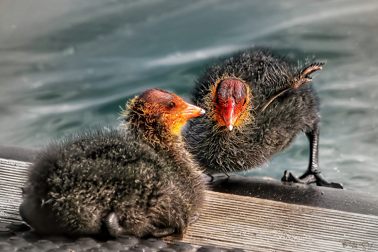 Coot chick