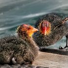 Coot chick