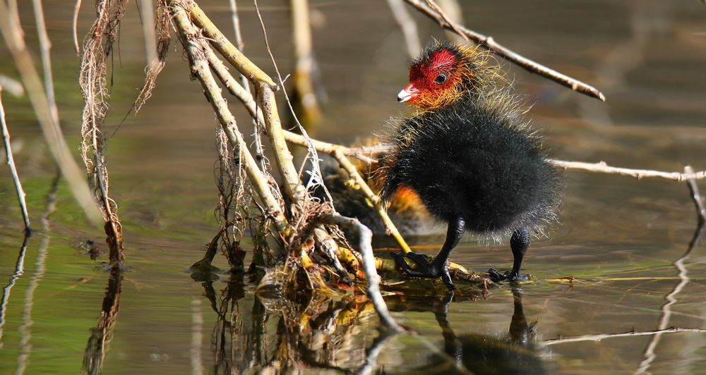 Coot chick