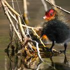 Coot chick