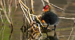 Coot chick