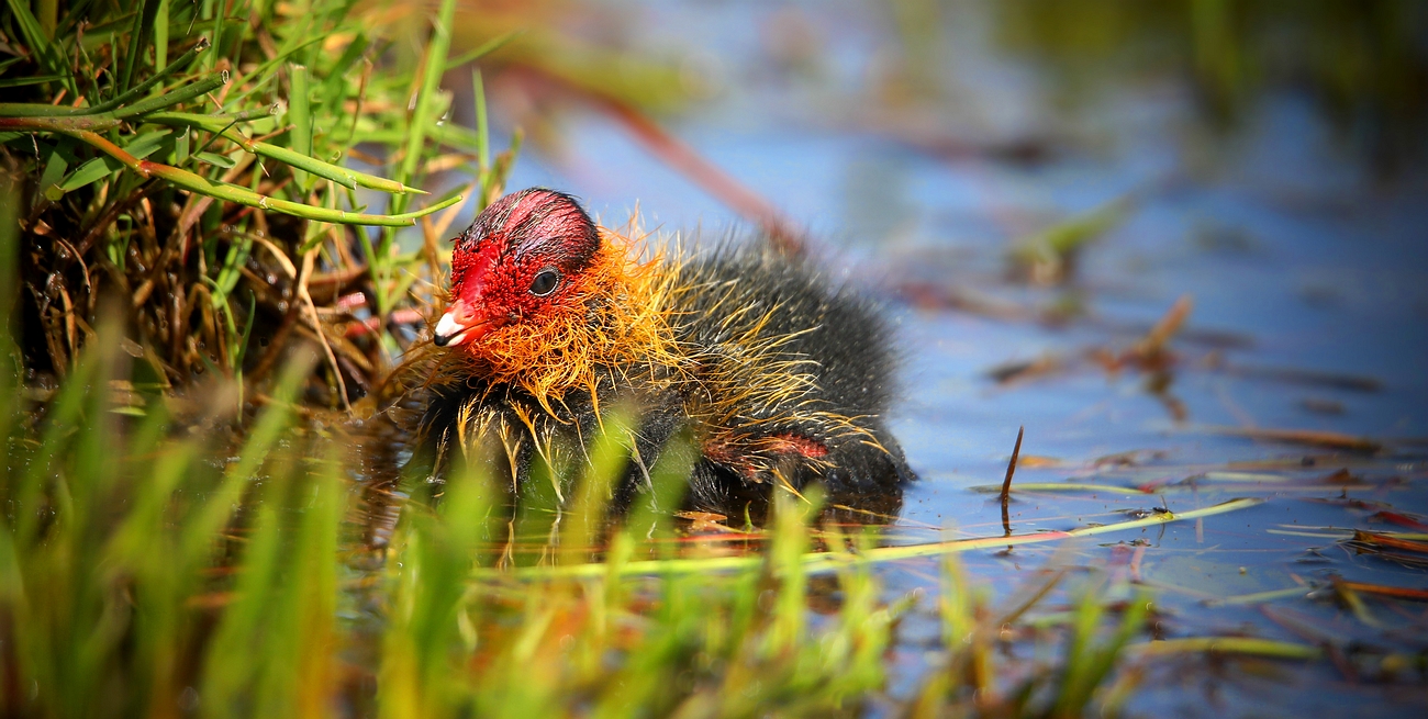 Coot chick