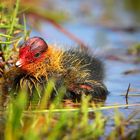 Coot chick