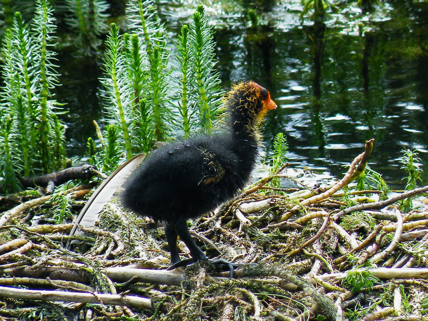 Coot chick