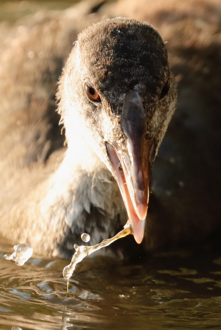 Coot Cub