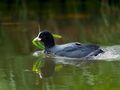 COOT von Fons van Swaal