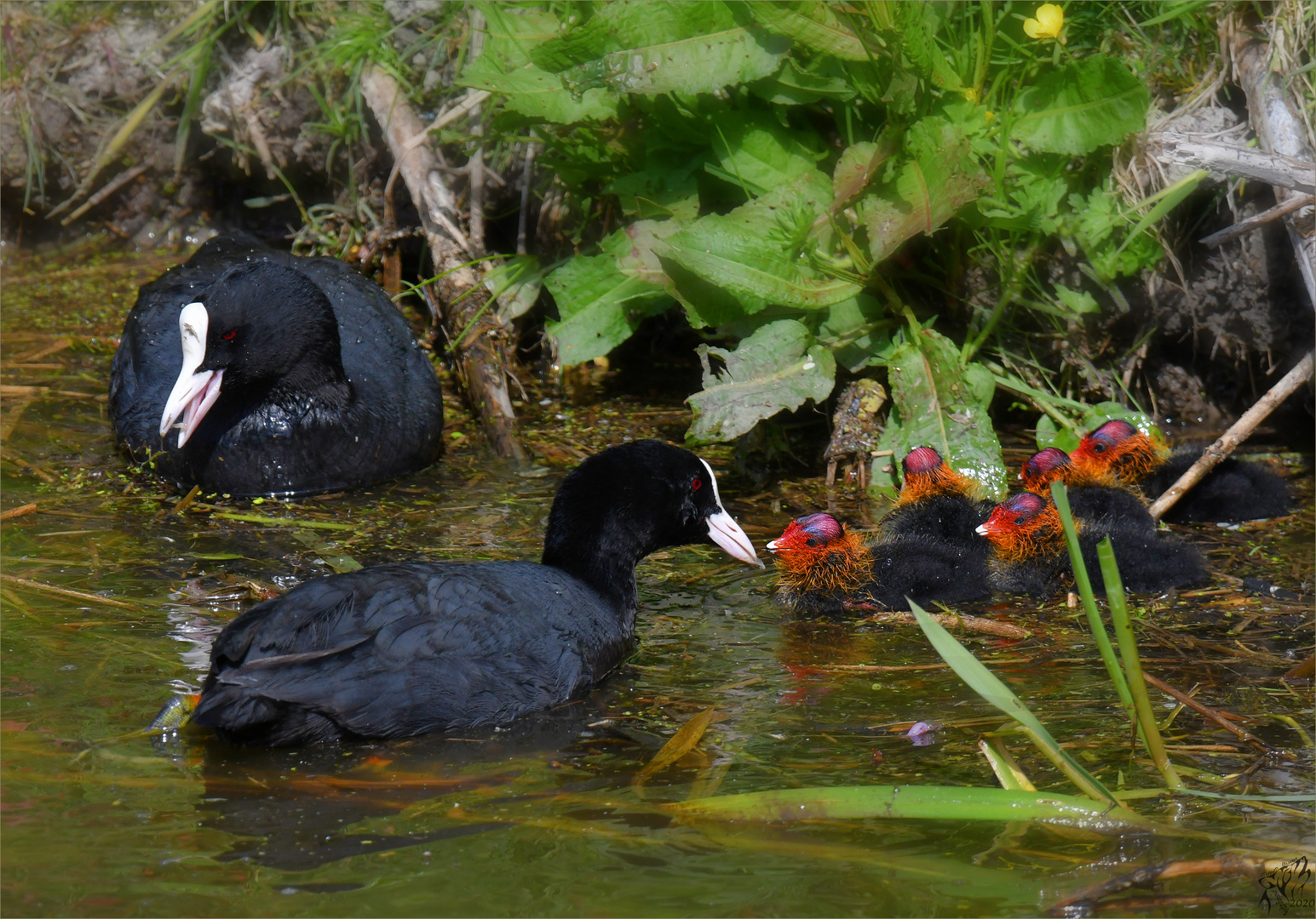 Coot family ..