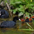 Coot family ..