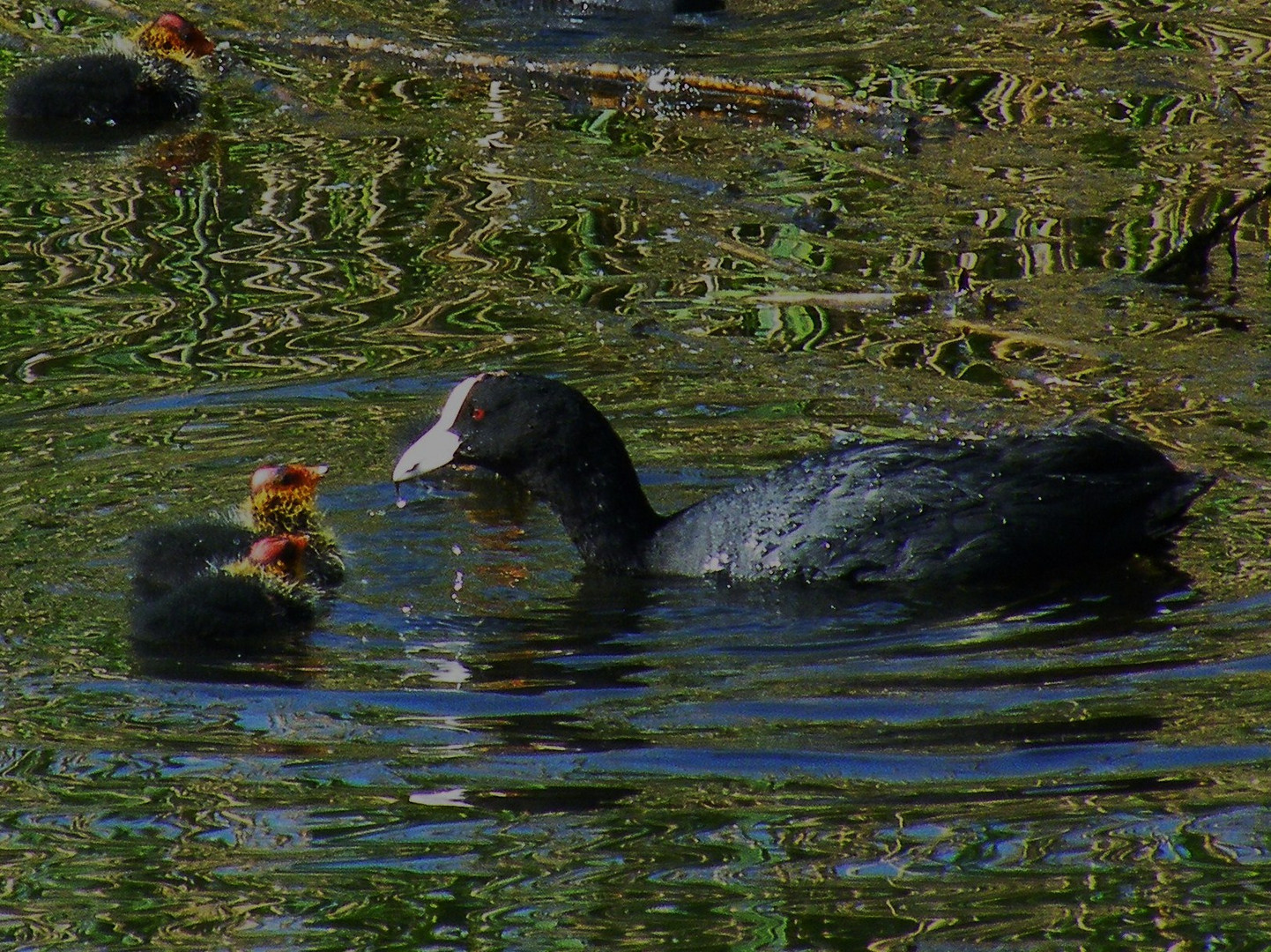 Coot family