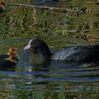 Coot family