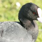 Coot