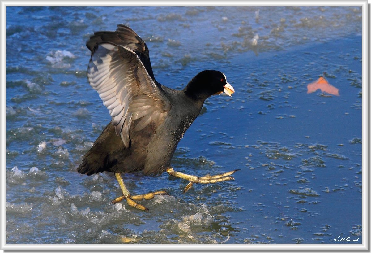 Coot-style icewalk