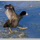 Coot-style icewalk