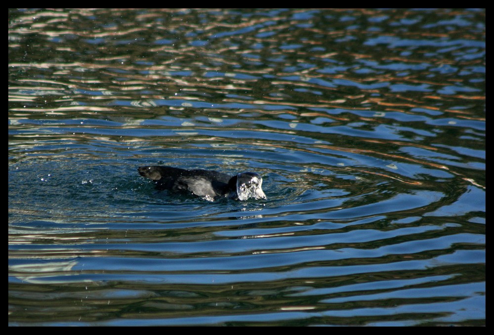 Coot with a water hat