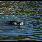 Coot with a water hat