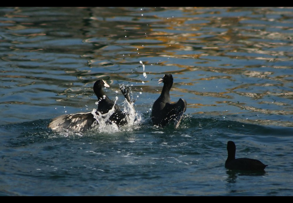 Cootfight