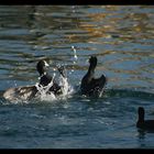 Cootfight