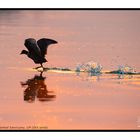 Coots Scoot  AD1_2667