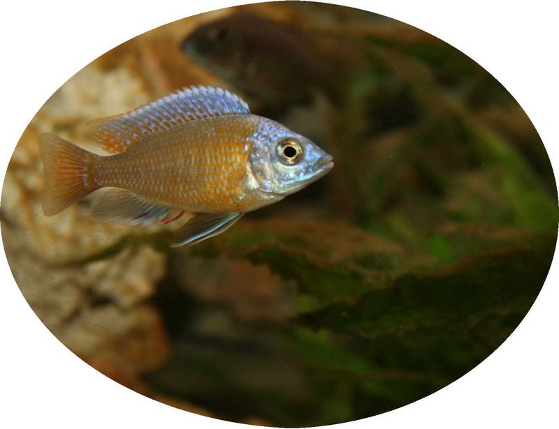 Copadichromis Borleyi(red fin)