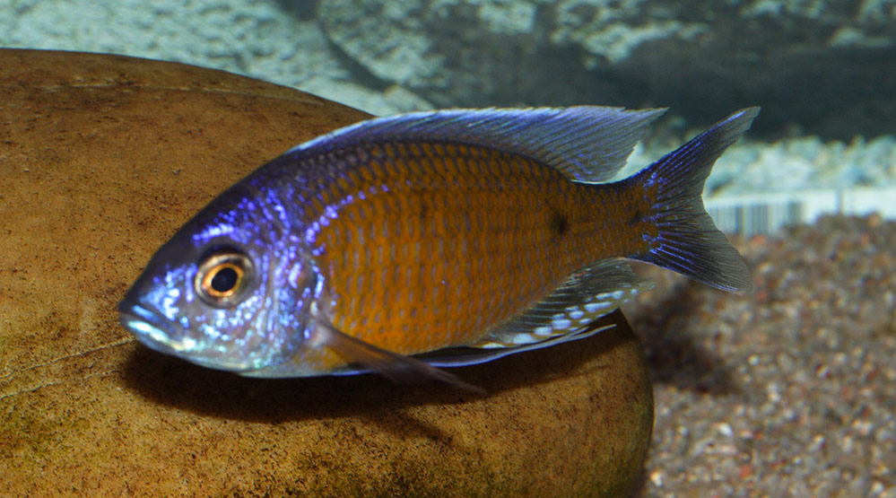 Copadichromis chikale