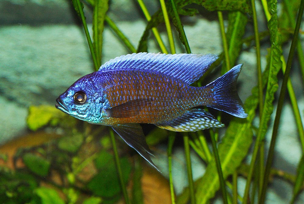 Copadichromis Chikale