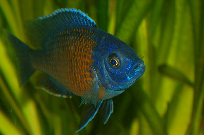 Copadichromis