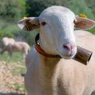 Copain mouton