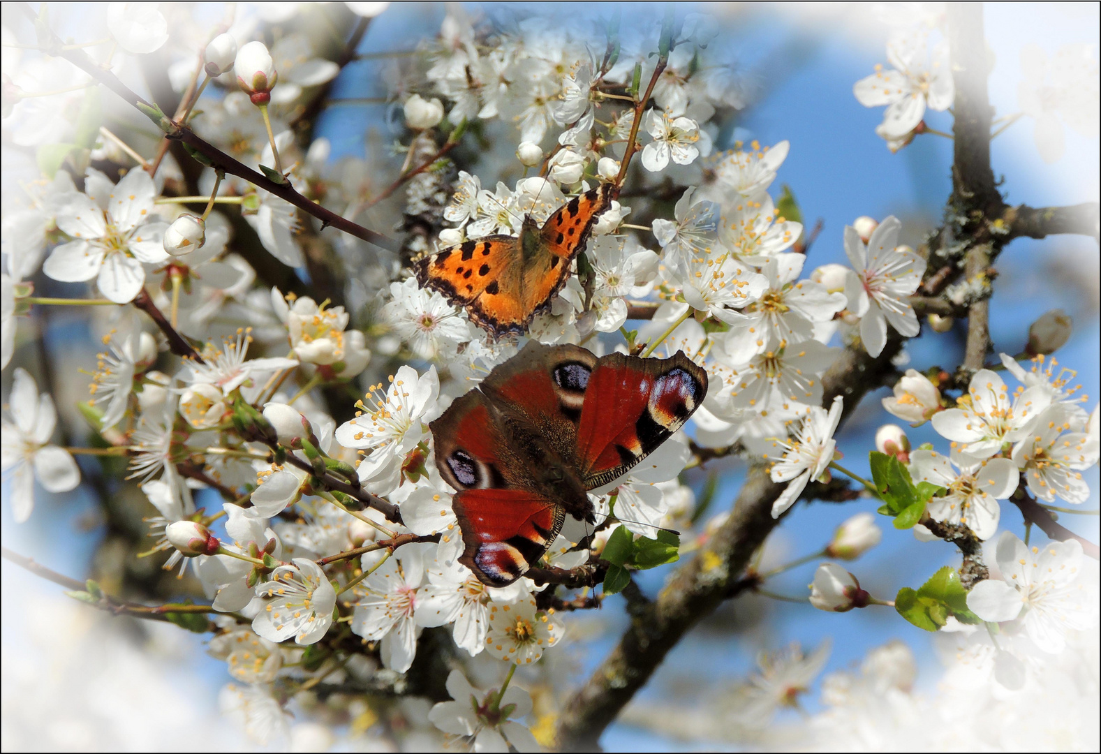 Copains de printemps