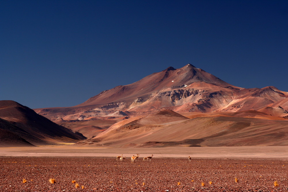 Copiapo volcano (6069 msn), Vicuñas (Vicugna vicugna)