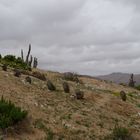 Copiapoa cinerea var.columna alba.