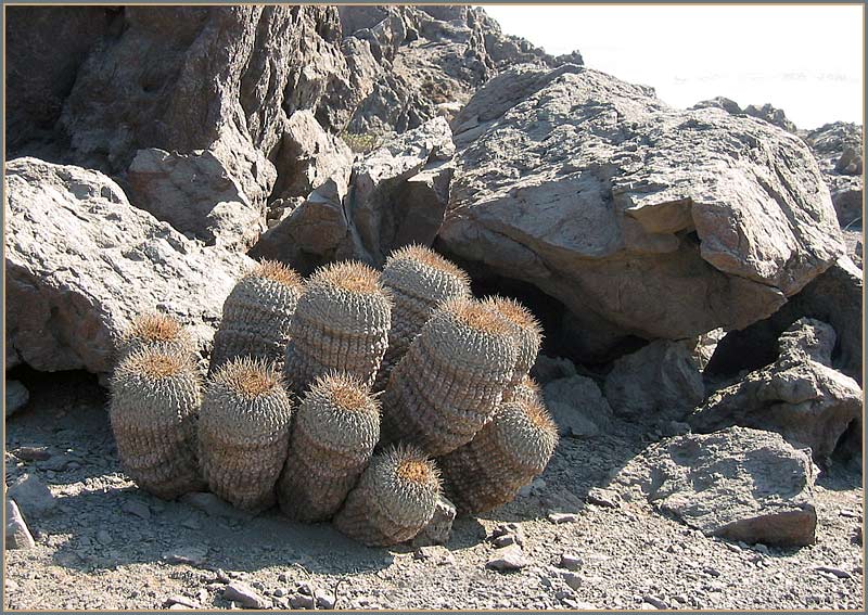 Copiapoa