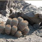 Copiapoa