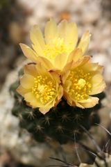 Copiapoa humilis