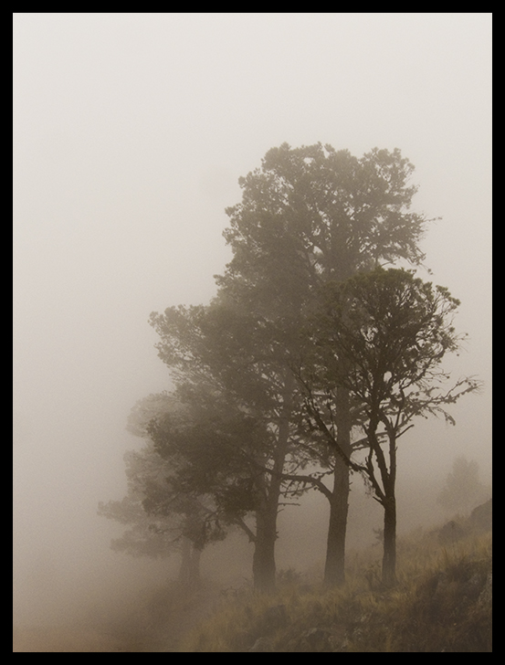 COPINA PRIMAVERA DEL 2008