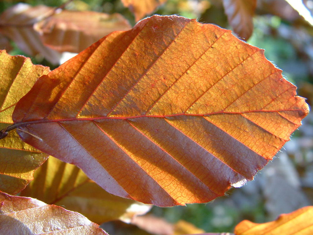 Copper Beach Leaf