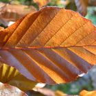 Copper Beach Leaf