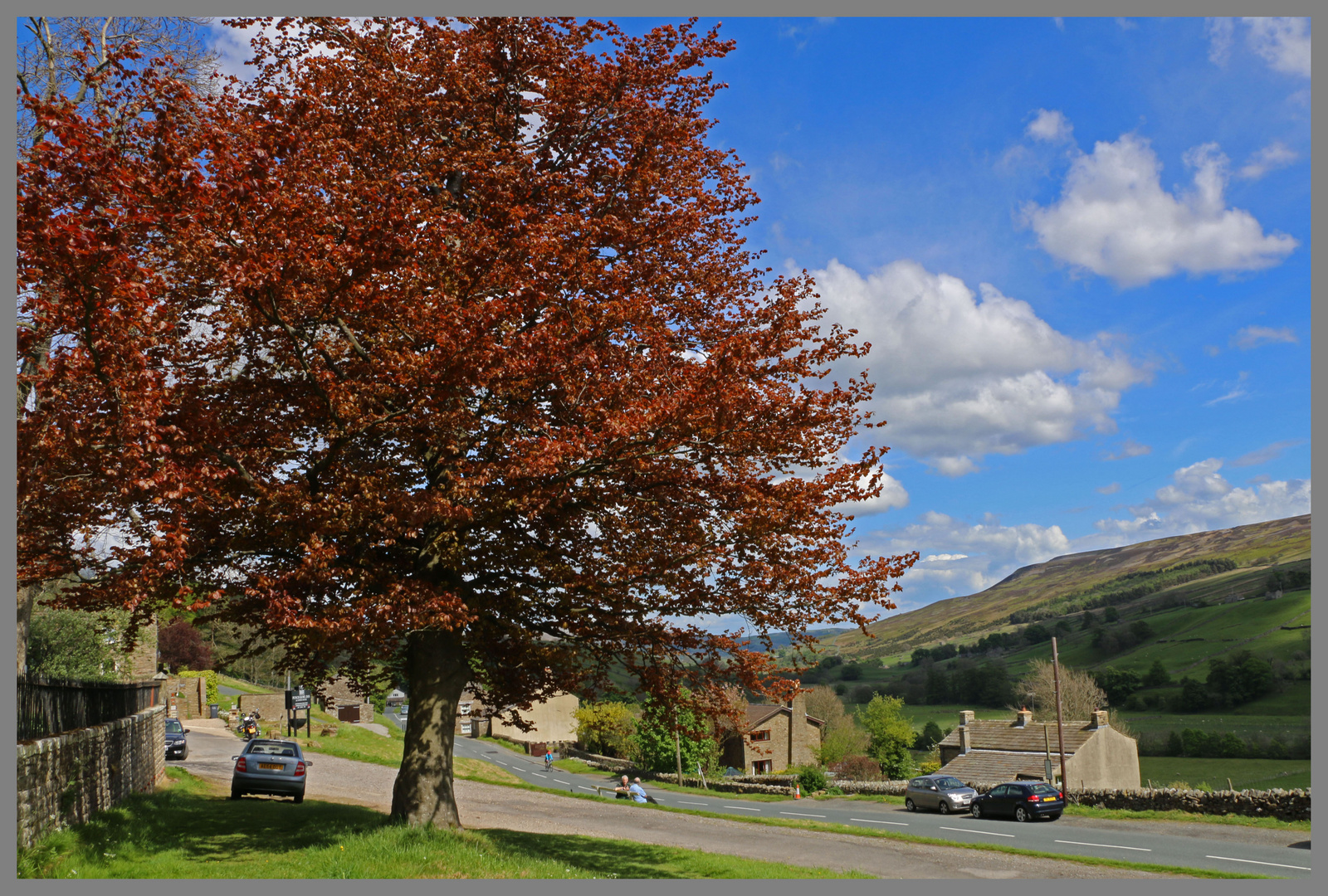 copper beech at Feetham in swaledale