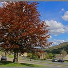 copper beech at Feetham in swaledale