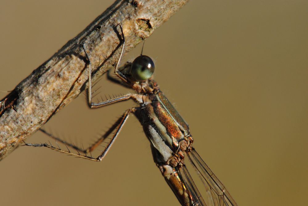 ~ Copper Brown Autumn ~ (Lestes sponsa, w)