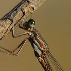 ~ Copper Brown Autumn ~ (Lestes sponsa, w)