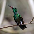 Copper rumped hummingbird