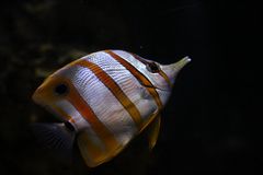 Copperband Butterflyfisch oder Kupferbandfalterfisch