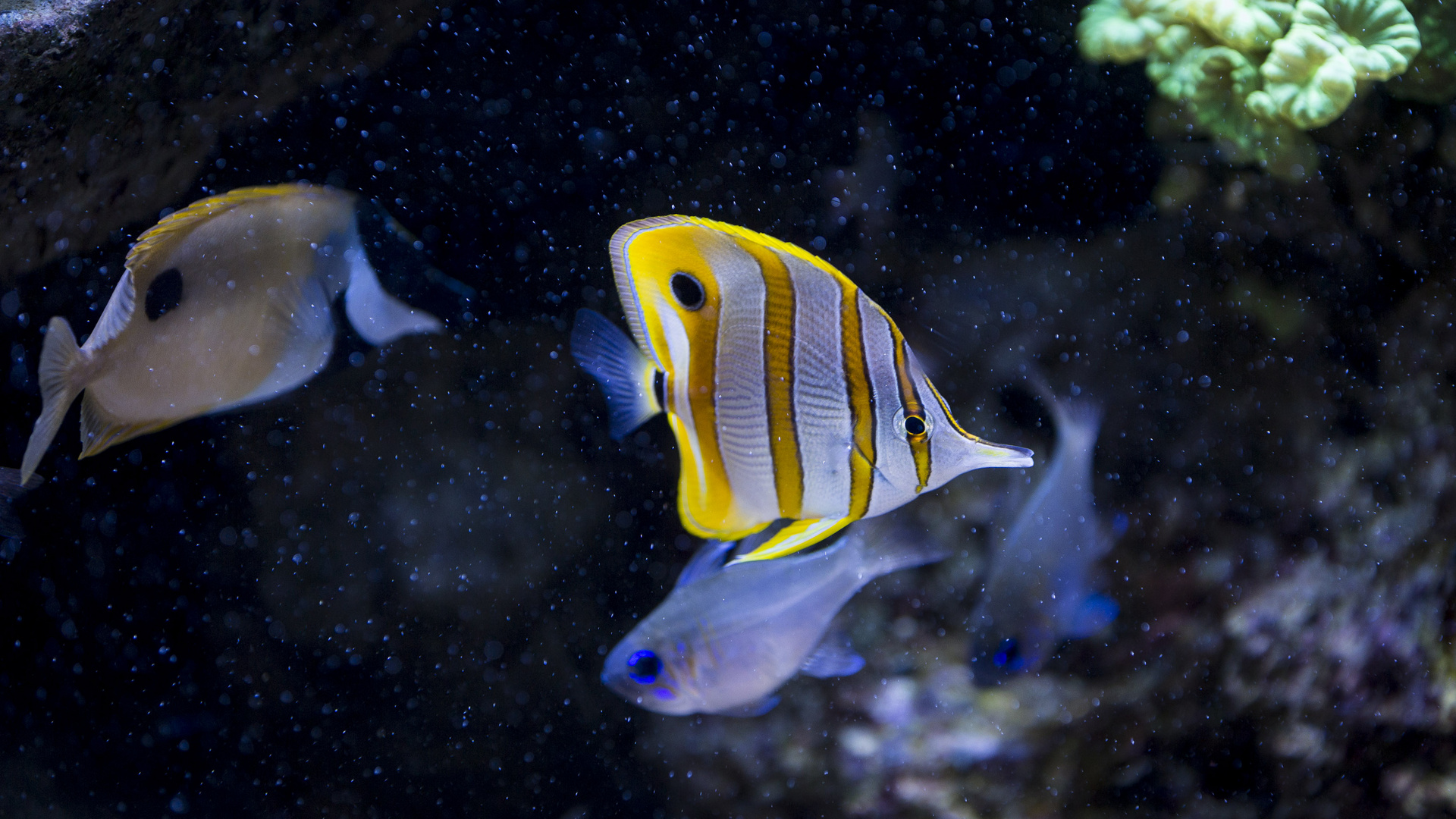 Copperband butterflyfish