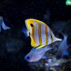 Copperband butterflyfish