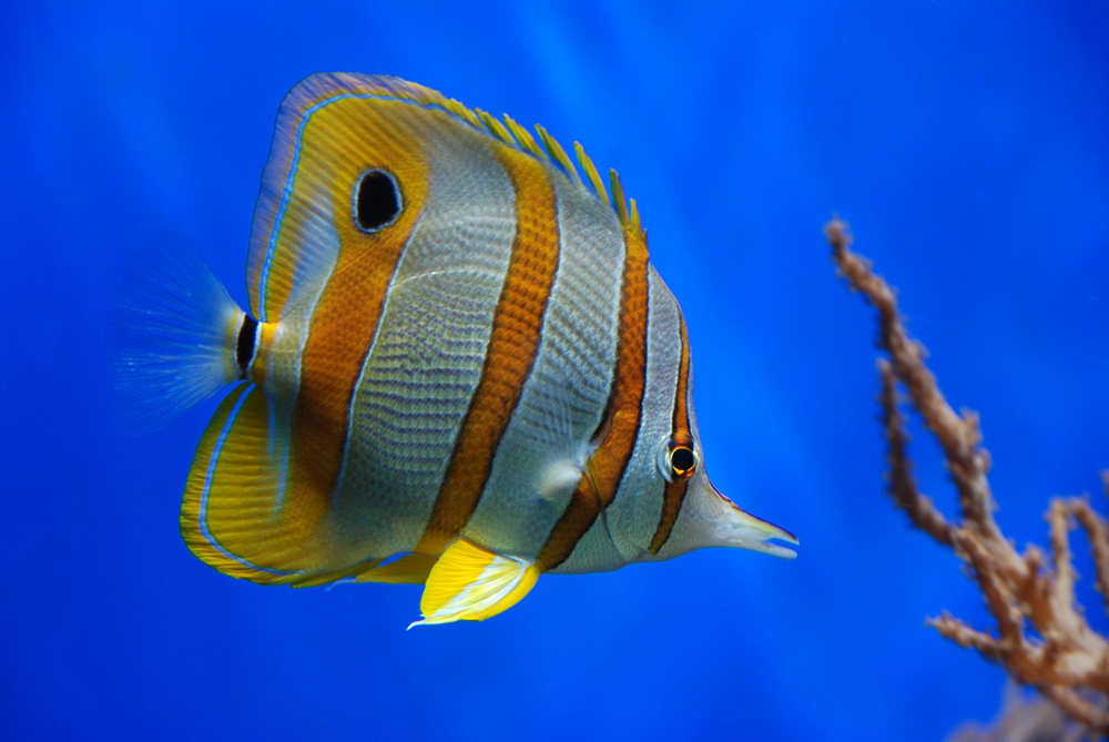 Copperband Butterflyfish