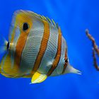 Copperband Butterflyfish